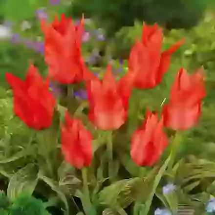 Gregii Hybrid Tulips